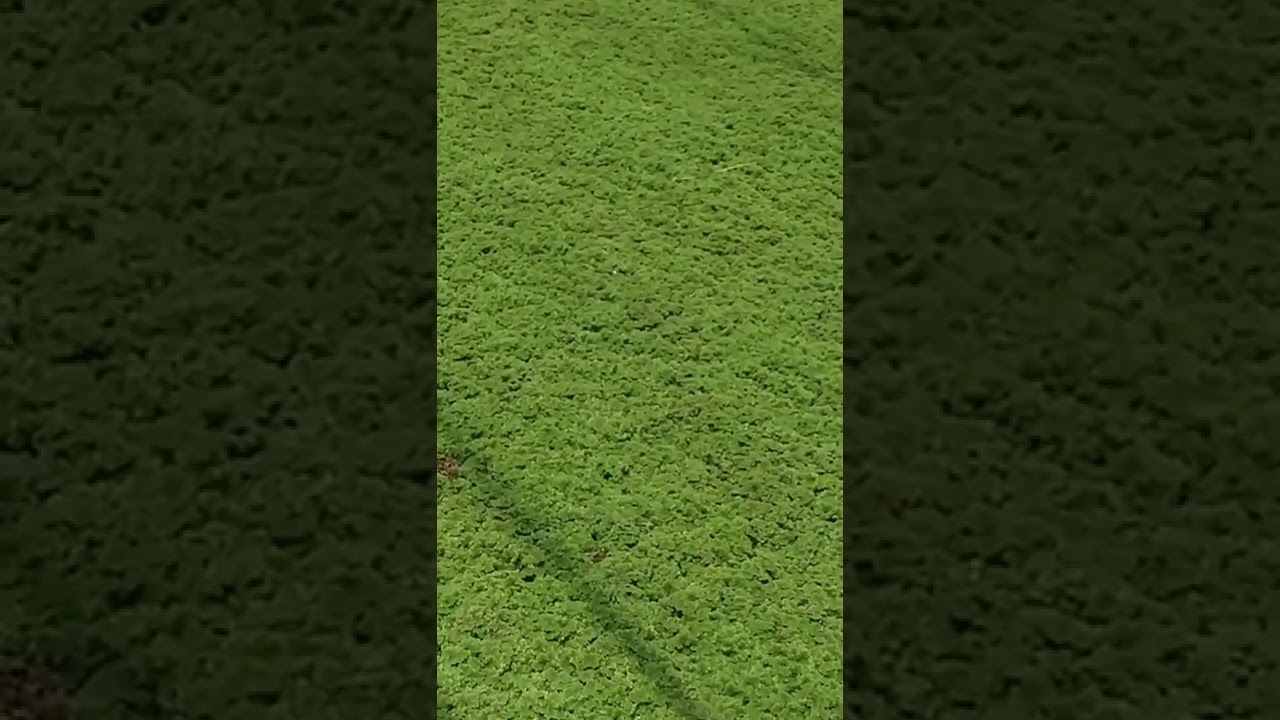 كيف..نستخدم الازولا بطريقة صحيحة في التغذية