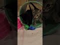 Tiny Kitties Are Everywhere! (Cute Overload)