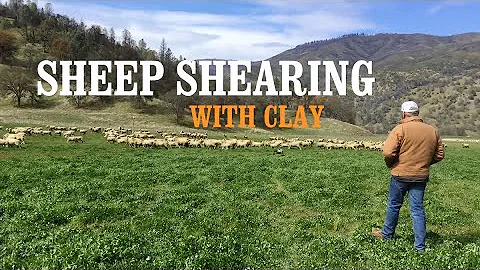 Sheep Shearing With Clay Shannon