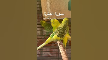 #سورة_البقرة #قرآن #عبدالباسط_عبدالصمد #رقية_شرعية #اكسبلور #العراق #طيور #البادجي #quran #birds