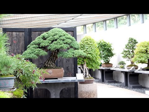 Video: Bonsai muziejaus (Bonsaimuseum) aprašymas ir nuotraukos - Austrija: Seeboden