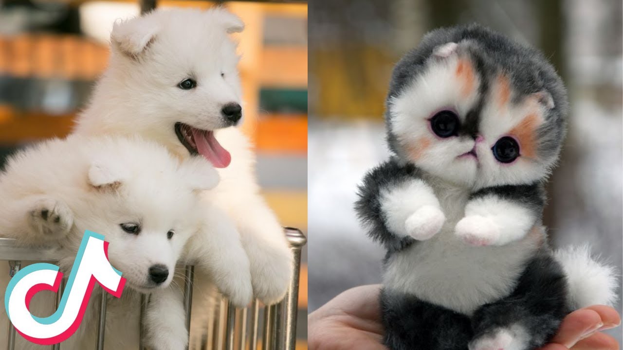 These Might be the most Adorable Pets on Tik Tok 🤔😻 - YouTube