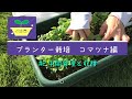 コマツナ栽培(プランター)#2~中間管理と収穫~