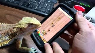 Bearded Dragon plays ant smasher