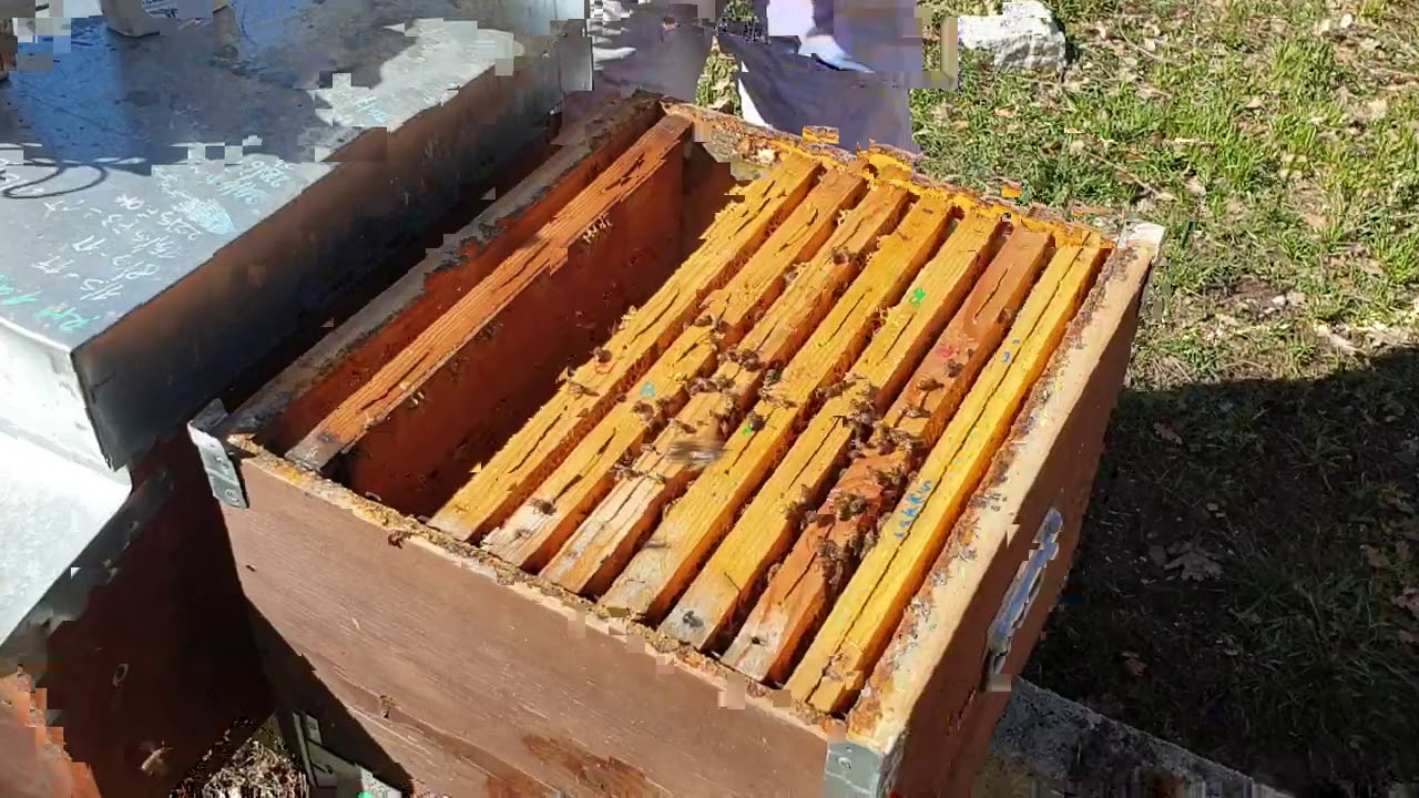 Svernamento degli alveari: prime operazioni e considerazioni