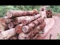 Amazing | Lot Of Timber Coming Out From Forest
