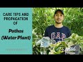 PROPAGATING AND TAKING CARE OF POTHOS (WATER PLANT)