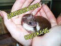 Содержание ласки (Mustela nivalis)