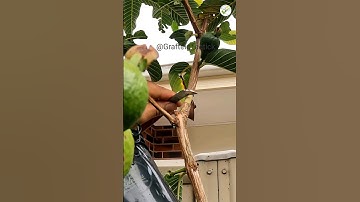 clone a guava tree 🍃 superb technique #graftingtactick #garden #grafting #plantgrafting #marcotting