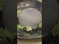 LAMB AND ICE CREAM LIKE YOU'VE NEVER HAD BEFORE