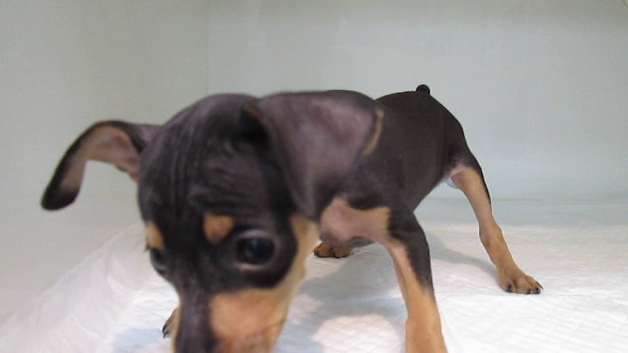 ミニチュアピンシャー 血統優秀 子犬や子猫たちのペット販売情報が満載 ペットステーション ミニチュアピンシャー 血統優秀 子犬や子猫たちのペット販売情報が満載 ペットステーション