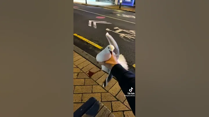 Man catches seagull