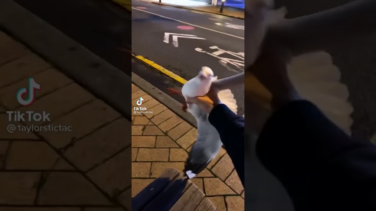 Man catches seagull