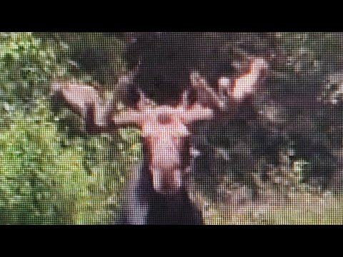 Minnesota bear... Here comes the Beast... Scouting for this years hunt.