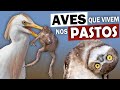 5 AVES COMUNS que vivem em PASTAGENS | QUERO-QUERO ataca GADO? SUIRIRI-CAVALEIRO quem é?