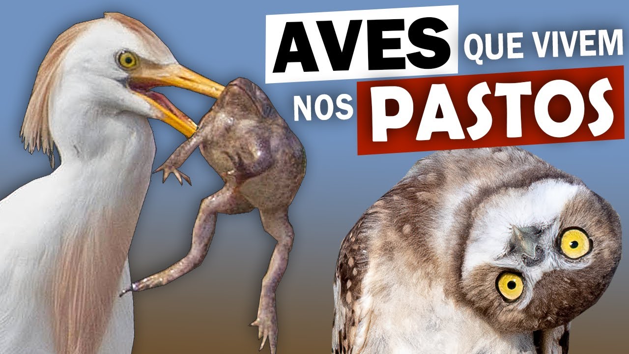 5 AVES COMUNS que vivem em PASTAGENS | QUERO-QUERO ataca GADO? SUIRIRI-CAVALEIRO quem é?