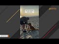 Dog's emotional response to rescue
