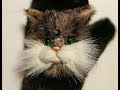 Котик - брошь, аппликация на варежки из искусственного меха