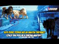 Dos Lobos contra un Mastin Tibetano | Tibetan Mastiff vs Wolves