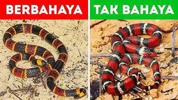 18 Ular Berbahaya yang Sebaiknya Kamu Tinggalkan Saat Kalian Berpapasan