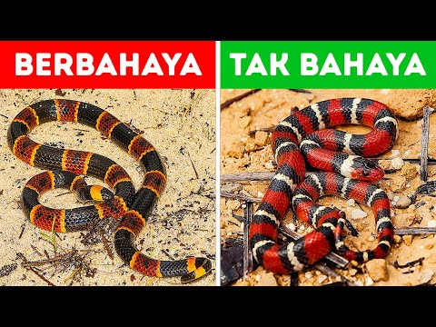 Video: Apakah ular pembatas berbahaya?