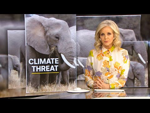 Climate Change affects elephants in Kenya