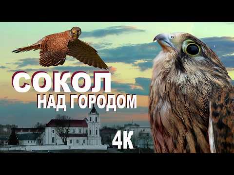 СОКОЛ НАД ГОРОДОМ. 4К. Реставрация 2026 | Film Studio Aves