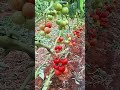 Precision Pruning: How Scissor - Harvesting Tomatoes Boosts Yield &amp; Flavor