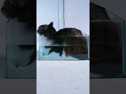 沈んだ猫その後