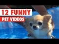 12 Funny Pet Videos Compilation 2020