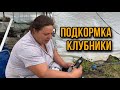 Чем я подкармливаю клубнику?