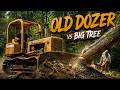 Dozer Clears the Way: Felling a Tulip Poplar for the Sawmill