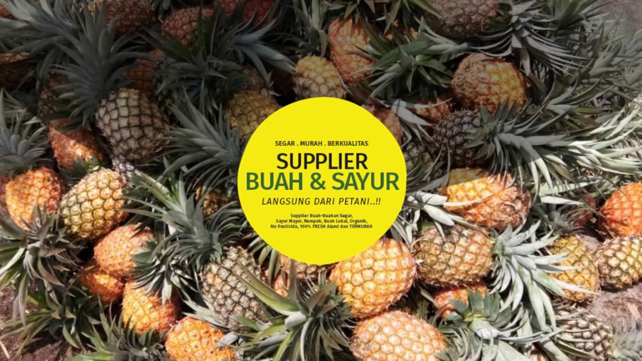 WA 0811-991-566 - Supplier Buah, Agen Buah Nanas 