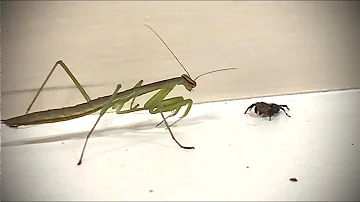 Baby Mantis VS Baby Jumping Spider