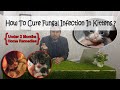 Antifungal Home Remedie for Kittens || How do fungal infections in cats spread? | #cat #remedies