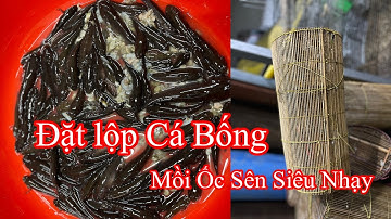 Đặt lộp cá bống dừa bằng mồi ốc sên siêu nhạy || Săn Bắt Mái Dầm