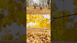 When leaf piles are your happy place. 🍂✌️