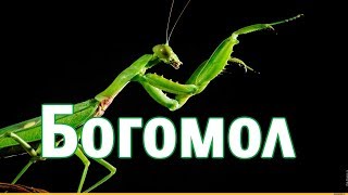 Самый жестокий хищник.Богомол. #футажи Самый жестокий хищник.Богомол. #футажи