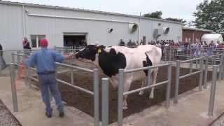 Members Day Bull Parade at Select Sires