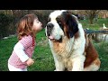 Baby Playing with St Bernard Dog A Beautiful friendship | Dog loves Baby Compilation