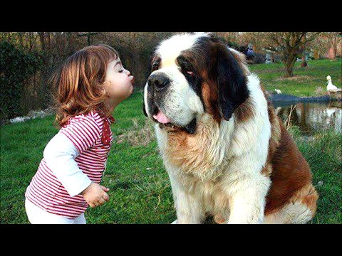 baby-playing-with-st-bernard-dog-a-beautiful-friendship-|-dog-loves-baby-compilation