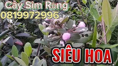 sỉ lẻ cây giống cây Sim Rừng, quá đẹp, 0819972997