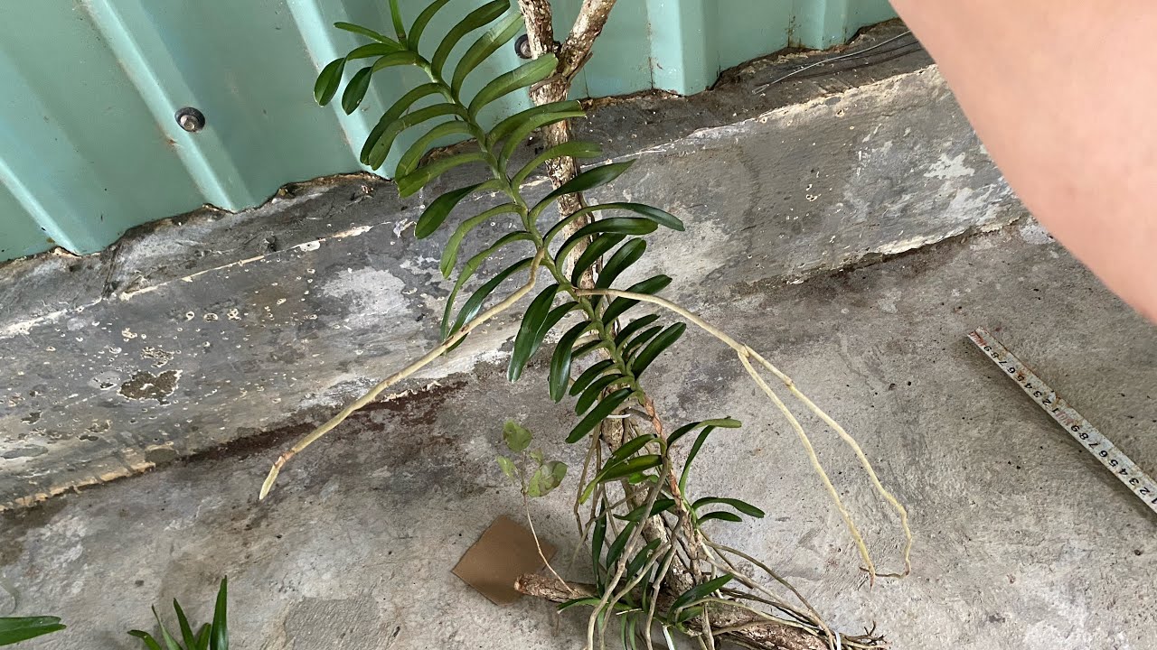 Giá rẻ đầu năm 26-2 bao ship từng đơn hàng.đt+zalo 0396740194 e quyền