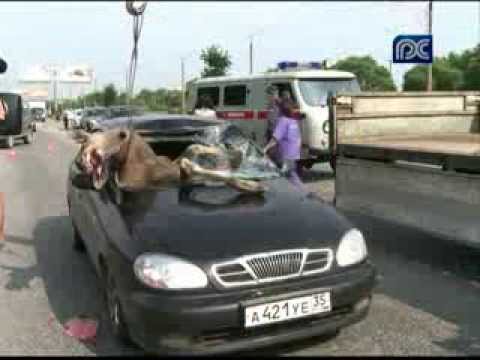 ДТП с лосем в Череповце. Road accident with an elk