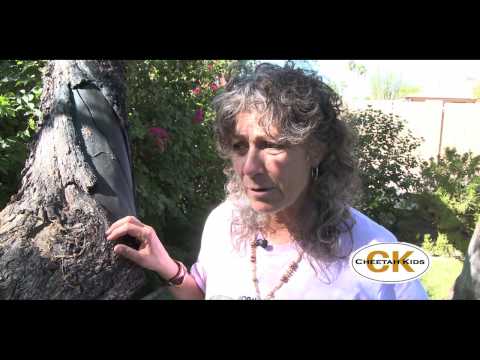Cheetah Chat with Dr. Laurie Marker "The Three Sta...