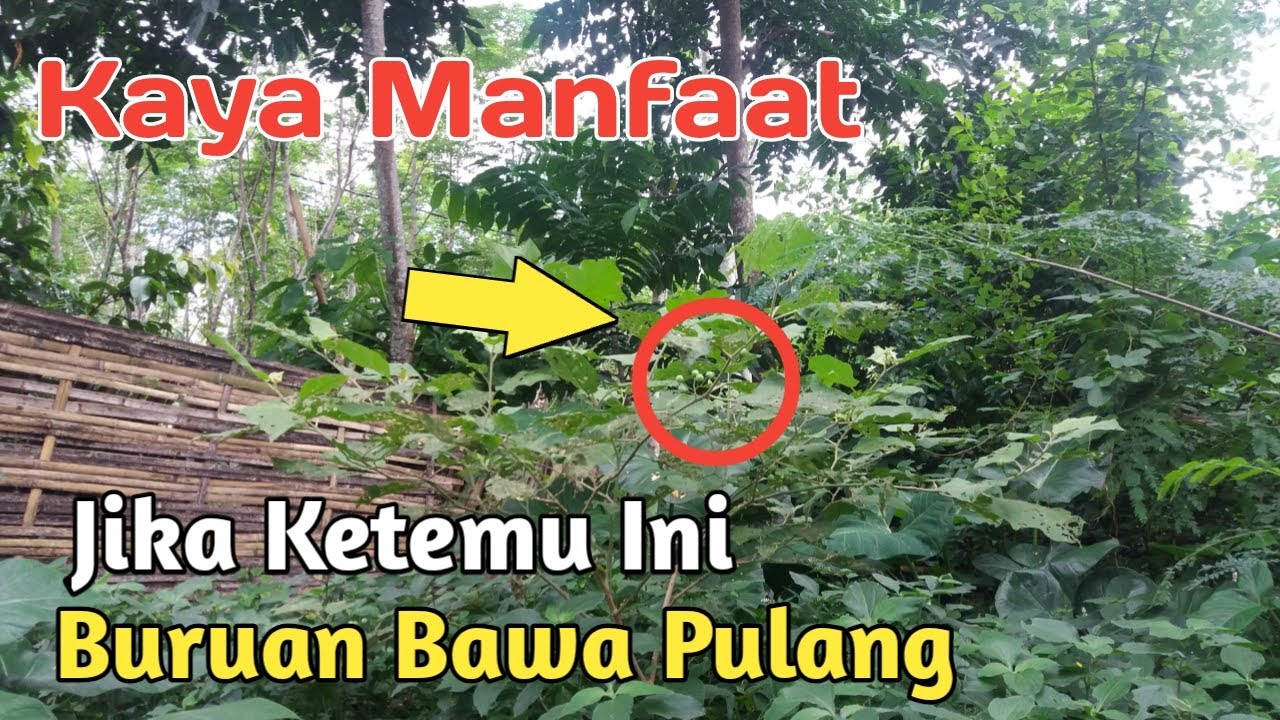 Wajib Tau ! Inilah 6 Manfaat dan Khasiat Terong Pokak Untuk Kesehatan