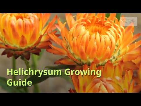 Video: Helichrysum Curry Care - Meer informatie over het kweken van een siercurryplant