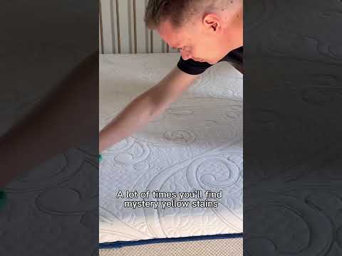 Video: Hunde der Lick Couches, The Carpet & Beds