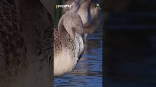 Juvenile Flamingo Feeding 🦩🌿 | Eating with Friends | Beautiful Wildlife Moment | Discover Kids World