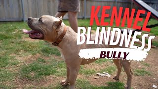 Kennel Blindness (The American Bully)